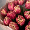 Тюльпаны "Розовый закат"