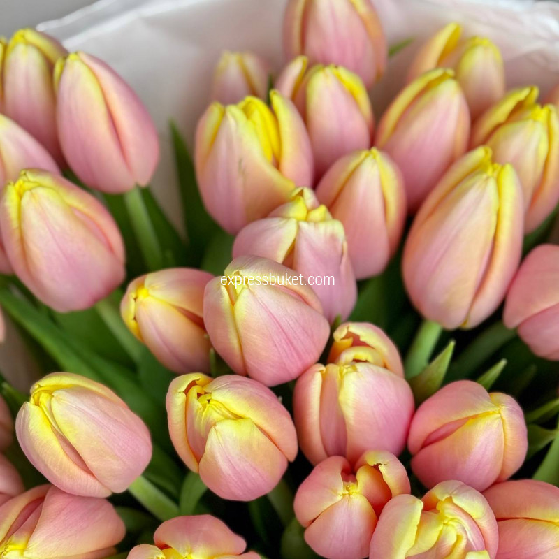 Персиковые тюльпаны, 35 шт 